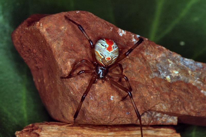 Latrodectus_hasselti_D3493_Z_85_E. of Nuendah homestead_Australie.jpg